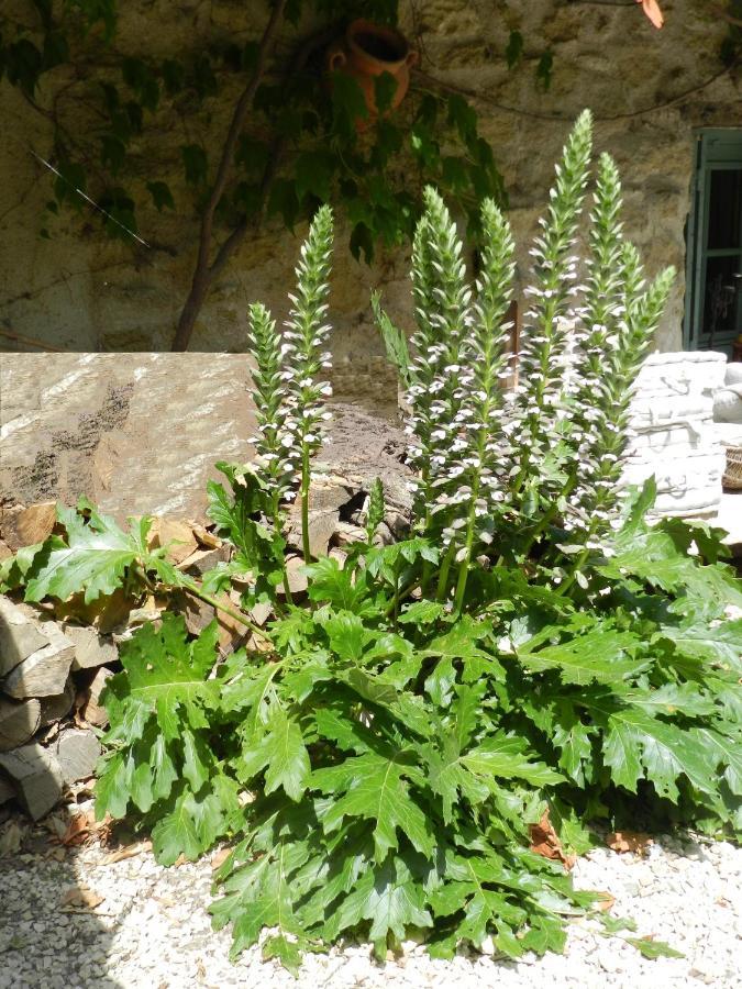 Les Acanthes Lauris Εξωτερικό φωτογραφία